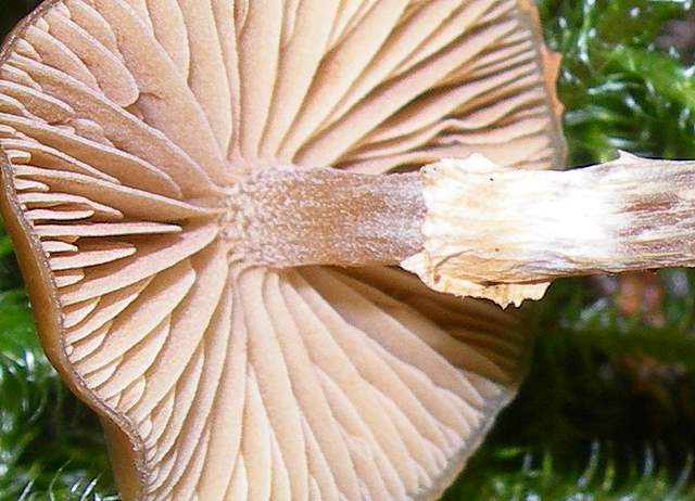 Avventura  Galerinica  sul  pianeta  Jurassiano